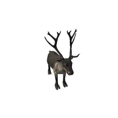 Reindeer_RM_FV_HP (1)